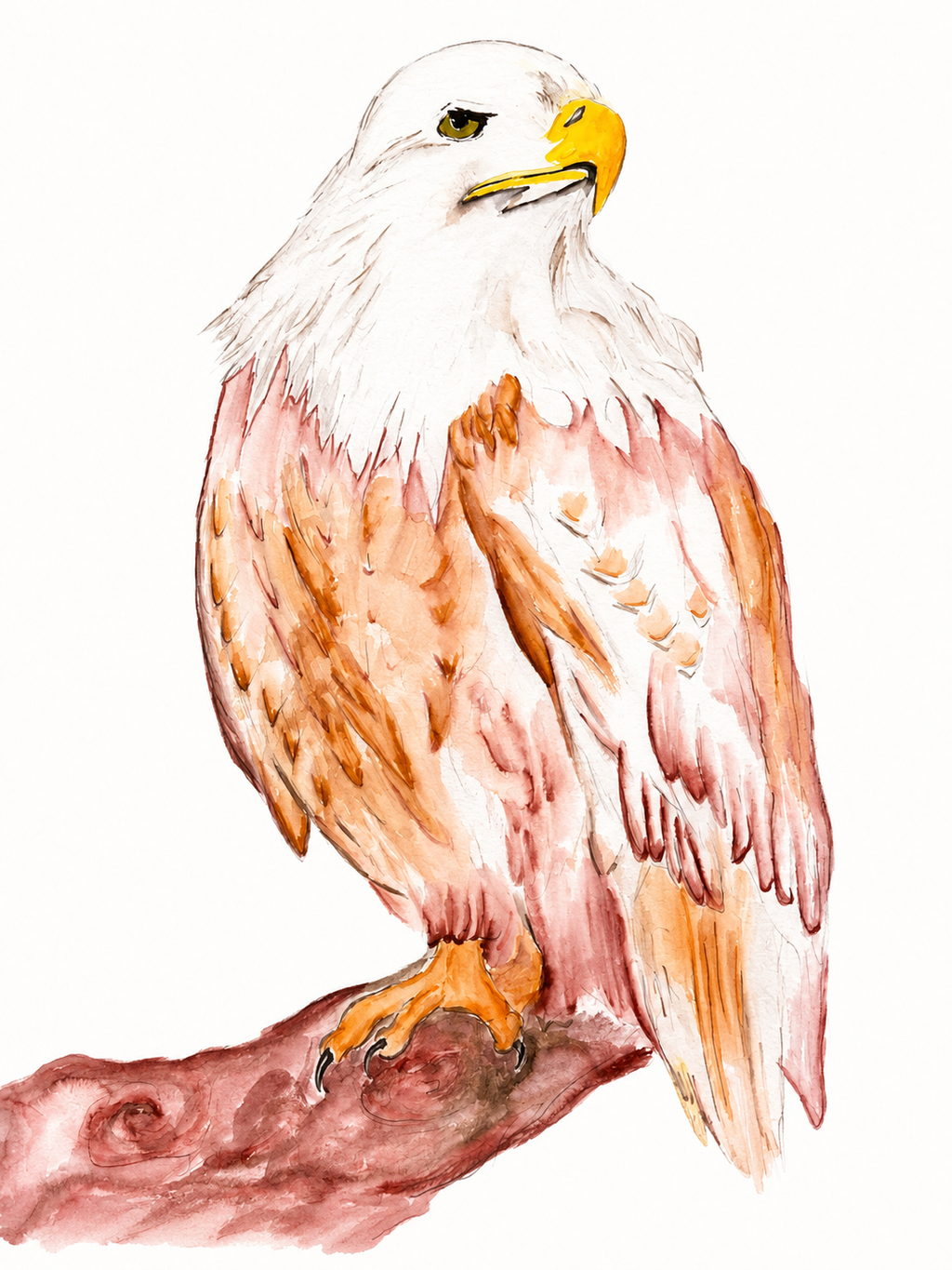 Majestic Eagle Print - Original Watercolor by Amanda Rosmann