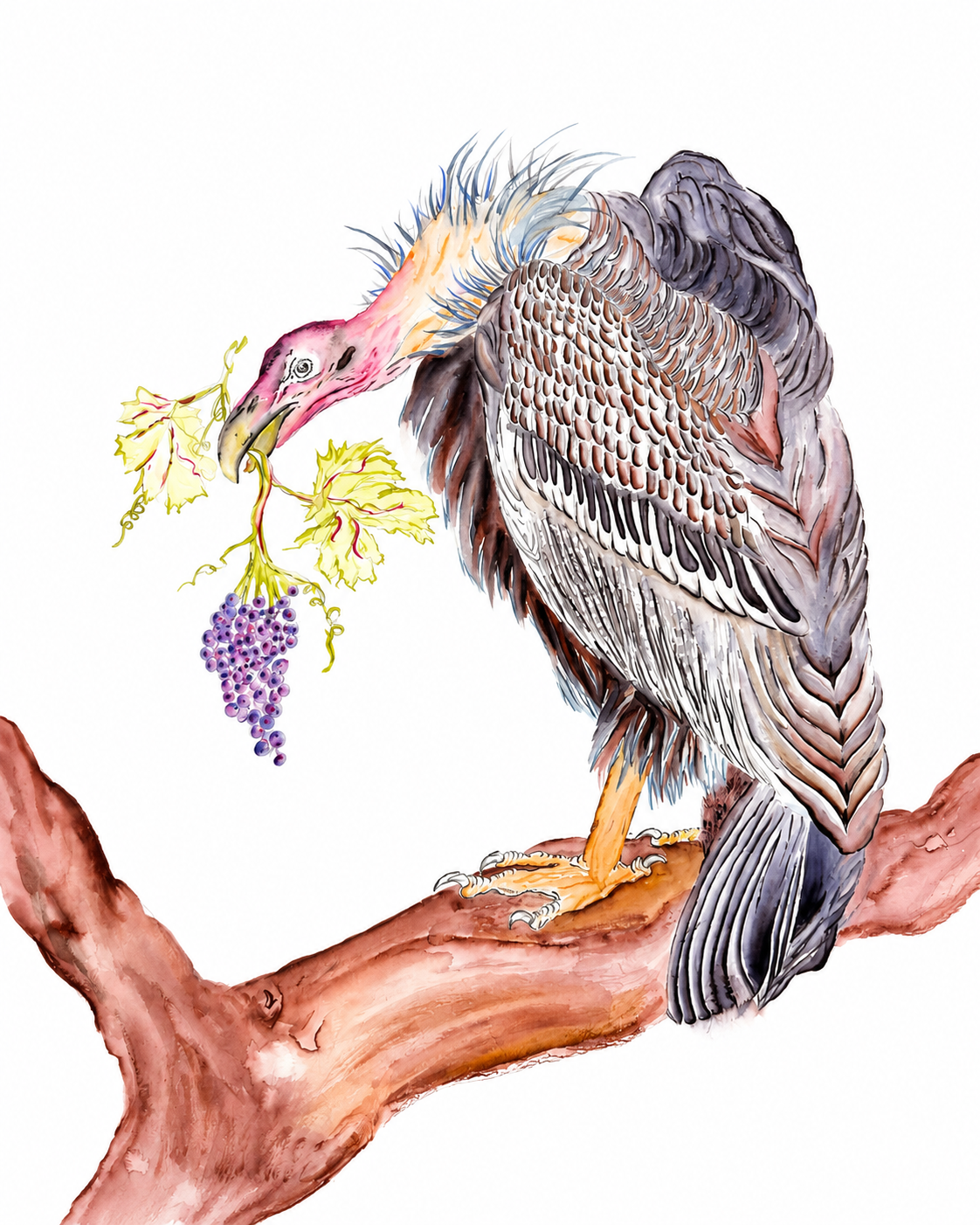 Grape Vulture Print - Original Watercolor by Amanda Rosmann