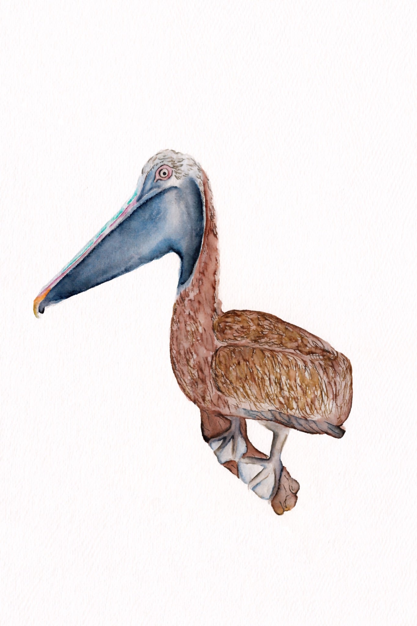 Pelican Print - Original Watercolor by Amanda Rosmann