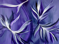 Violet Phoenix 40x30